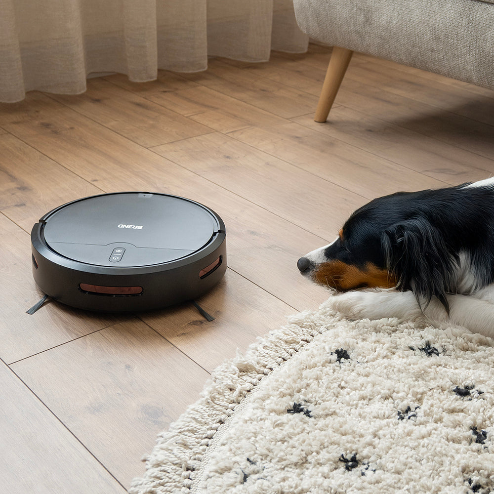 Hond ligt op het kleed en kijkt naar de rijdende robotstofzuiger